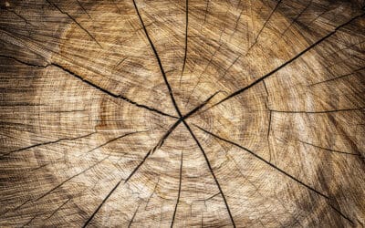 ¿Cuáles son los suelos de madera más duraderos?